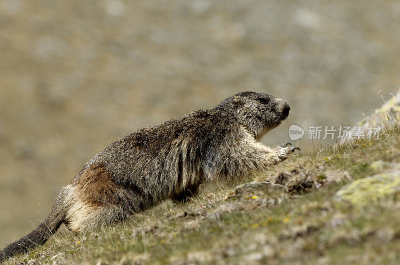 高山土拨鼠 (Marmota marmota)